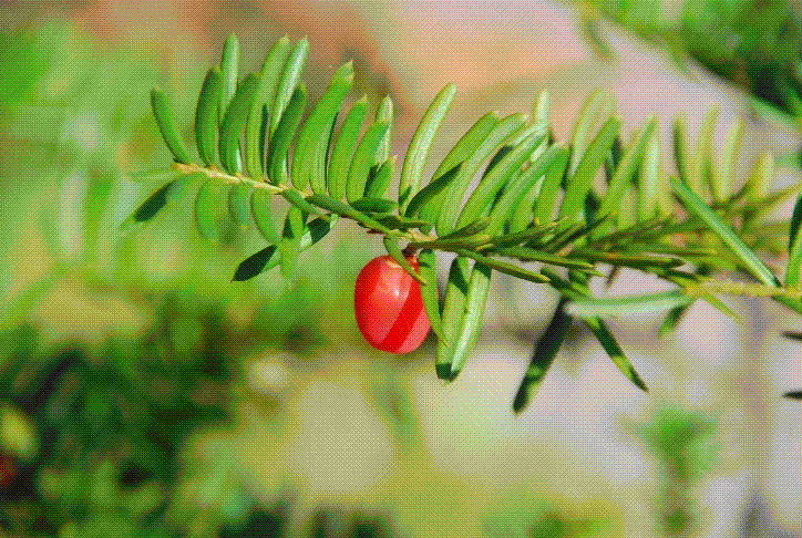 tree.GIF